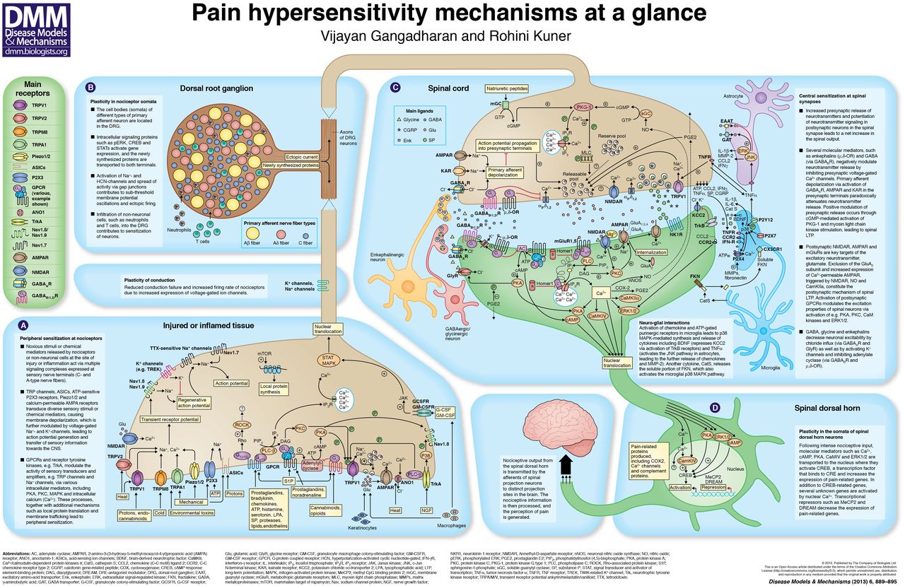 Mechanisms Of Physiological Pain